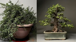 Making 20 years old Dwarf Jade Bonsai | Pruning | Repotting | Defoliation | Wiring