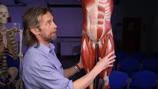 Skeletal muscle anatomy introduction