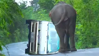 Wild Elephant Shocking Attack On Van On The Wild Road