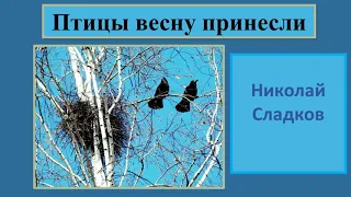 Николай Сладков "Птицы весну принесли"