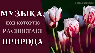 🔴Красивая музыка, под которую расцветает природа и ОТДЫХАЕТ ДУША. Композиция Эннио Морриконе