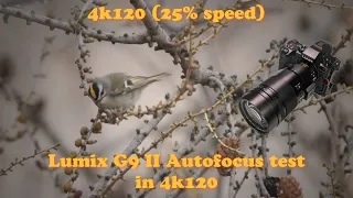 Panasonic Lumix G9 II Autofocus test in 4k120