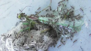 Ants deconstructing a Mantis trapped a in spiderweb.