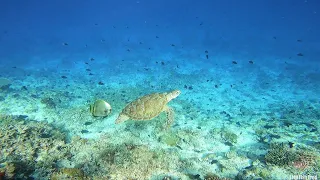 Snorkeling in Filitheyo