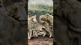 COSAS QUE NO SABIAS DE LOS LEONES