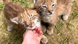 PLAYING CATCH WITH LYNX KITTENS
