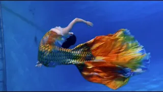 Golden Betta Mermaid Tail 🧜‍♀️