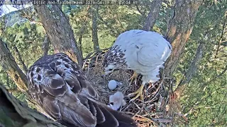 Leucistic Red-tailed Hawk Cam ~ A tragic event ~ 4/29/2023 - Viewer Discretion Advised