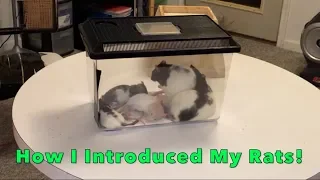 How I Introduced My 3 Younger Rats to My 2 Older Girls