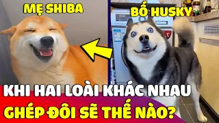 Nếu 'GHÉP ĐÔI' hai giống chó khác nhau thì 'SẢN PHẨM' của chúng sẽ như thế nào 😅 | Gâu Đần