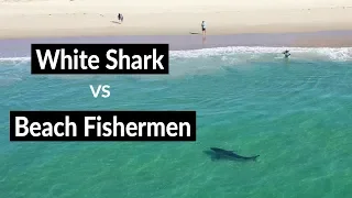 WHITE SHARK vs. BEACH FISHERMEN - Shark Drone Footage