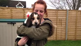 Xmas surprise with puppy basset hound