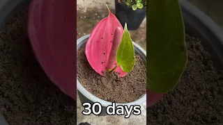 Breeding super giant anthurium is simple