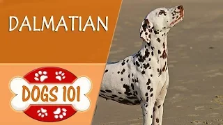 Dogs 101 - DALMATIAN - Top Dog Facts About the DALMATIAN