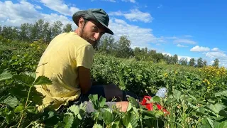 Финляндия: сбор клубники, работа на ферме [июль 2022]