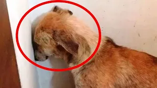 Dieser Hund starrte stundenlang auf die Wand - Bis die Besitzer darauf kamen