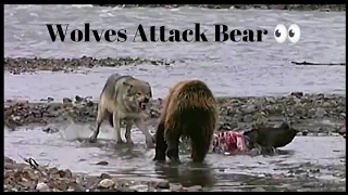 Bear Attack Wolf Zoo~Wolves attacking bear.{2022}