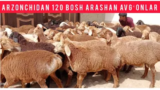 120 bosh ARASHAN AVGʻONLAR ARZONCHIDAN SHOSHILAMIZ