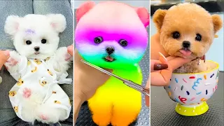 Cute Pomeranian Puppies Doing Funny Things #17 🐶 Cute and Funny Dogs 2024