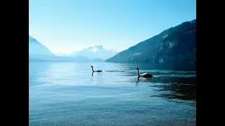 Saint-saëns - The Swan 백조 (Yo-Yo Ma )
