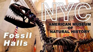 New York【Fossil Halls, Dinosaur Exhibits | American Museum of Natural History】2021 Walking Tour【4K】