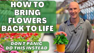 How to Bring Flowers Back to Life - Don't Panic, Learn How to Rescue Your Plants