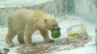 ホッキョクグマ バフィン親子に氷柱プレゼント 天王寺動物園 Polar Bear at Tennoji Zoo