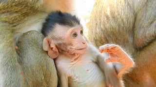 Nice Video of little monkey like talking and playing with mama