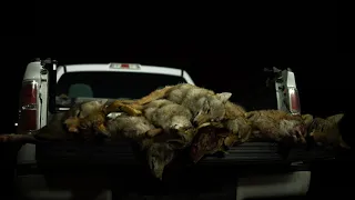 Night Time Coyote Kill Shots