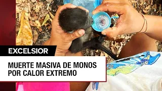 Monos saraguato están muriendo en Tabasco y Chiapas por el calor extremo