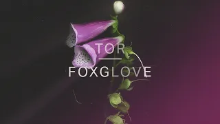 Tor - Foxglove (Official Audio)