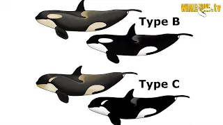 Ecotypes of Killer Whales (orcas)? | WHALEZONE.TV S3E3