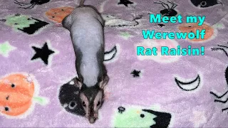Meet Raisin, my First Werewolf Rat!