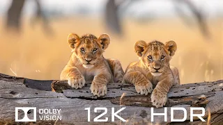 Dolby Vision 12K HDR 120fps - Amazing World Animals And Relaxing Piano Music