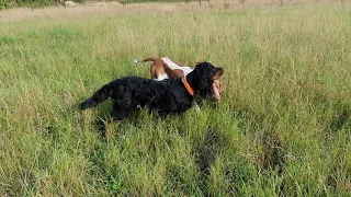 Bonni (Gordon Setter and 14mth old Bella (Bracco Italiano) hunting pheasant.