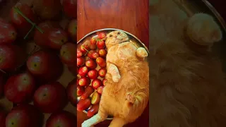 Funny animals 2023😆 - Funniest Cats and Dogs Video🐕🐈282 #shorts