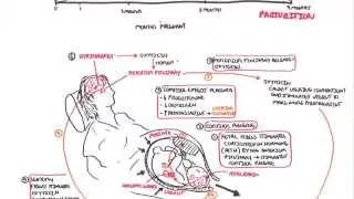 Parturition - Pregnancy, Hormones, Giving Birth