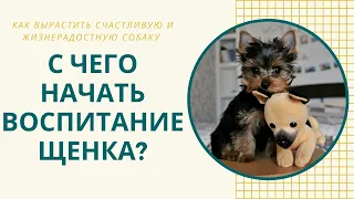 Как воспитывать щенка? О чем необходимо позаботиться в первые месяцы жизни йоркширского терьера