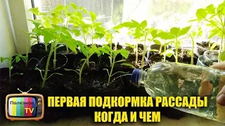 ПЕРВАЯ ПОДКОРМКА РАССАДЫ КОГДА И ЧЕМ