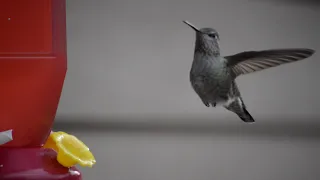 Incredible Hummingbird Footage