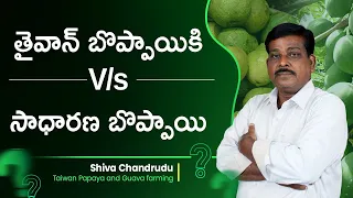 Difference Between Normal Papaya and Taiwan Papaya | Taiwan Papaya Cultivation | Shiva Chandrudu