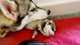 New born husky  puppies crying for the milk!