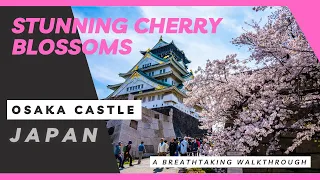 Cherry Blossom🌸 Season at Osaka Castle🏯 - A Breathtaking Walkthrough | Spring JAPAN 2023 | 4K