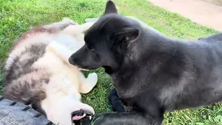 Как пацаны жизь живут 😂 Волкособ Гул’дан как всегда хорош и общителен 🥰