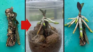 Few people think that with this method, orchids recover and grow so quickly