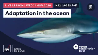 AXA #CoralLive 2020 | Adaptation in the ocean Ages 7-11