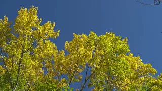 Золотые листья тополя на фоне бездонного синего неба. Созерцание природной красоты. 4K