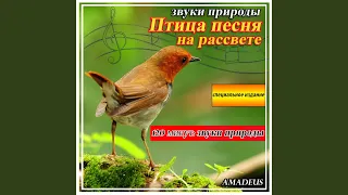 Звуки моря с дельфинами и китами: звуки природы (Bonus Track)