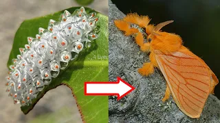 10 Amazing Caterpillars to Moths/Butterflies Transformations