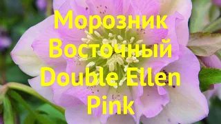 Морозник восточный Дабл Еллен Пинк. Краткий обзор, описание helleborus orientalis Double Ellen Pink